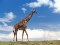 /album/fotogaleria/giraffe-01-jpg/