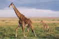 /album/fotogaleria/giraffetwo-jpg/