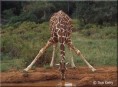 /album/fotogaleria/giraffe-jpg/