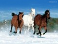 /album/fotogaleria/horses-snow-jpg/