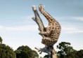 /album/fotogaleria/giraffe1-jpg/